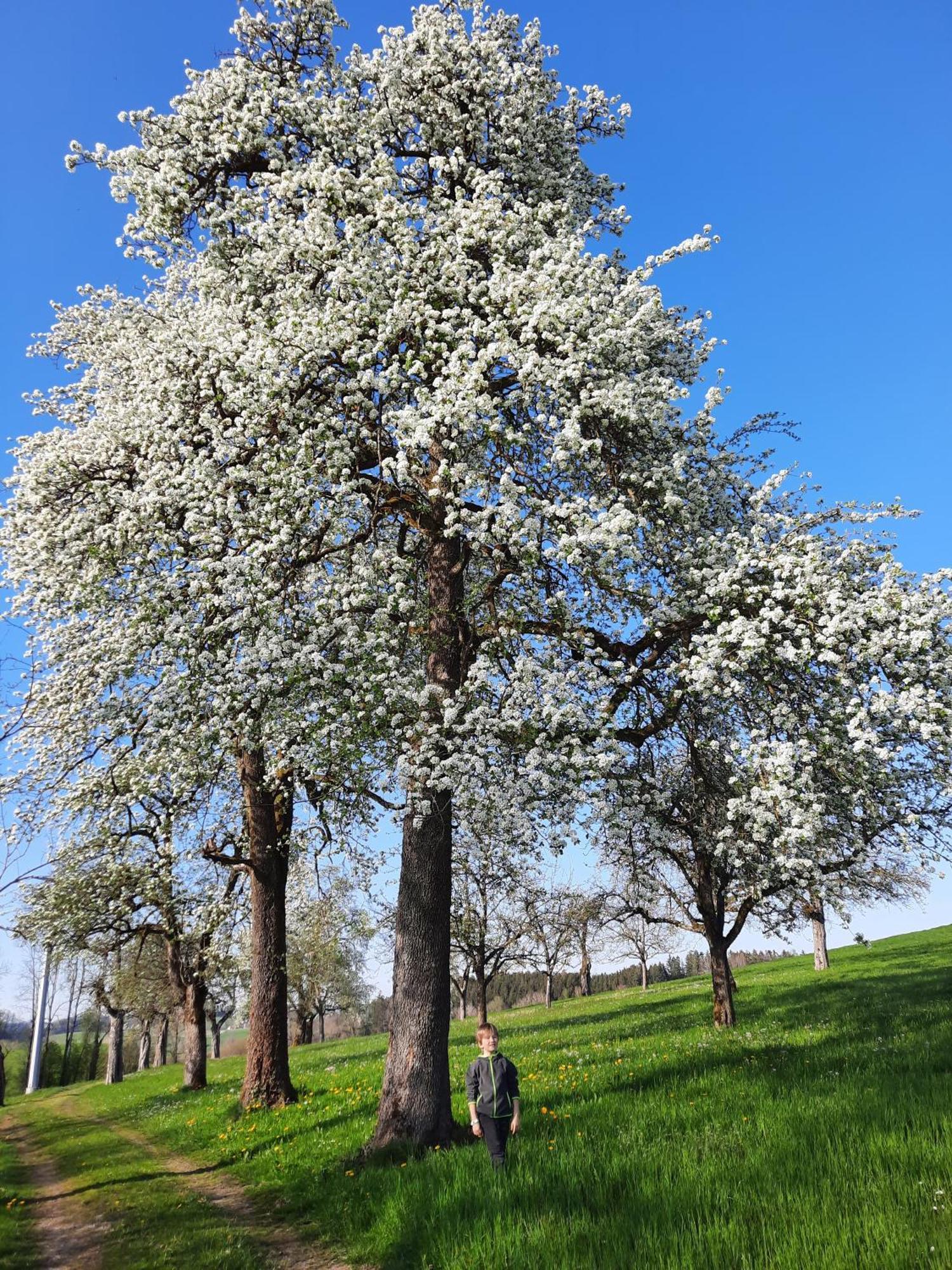 Ferienwohnung Pusteblume Neukirch  ภายนอก รูปภาพ
